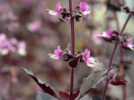 Ocimum basilicum var. purpurascens  Red Rubin  Supply