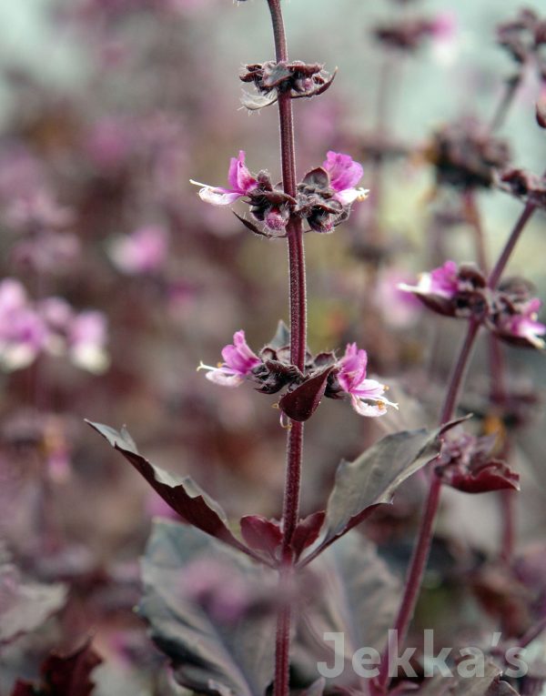 Ocimum basilicum var. purpurascens  Red Rubin  Supply