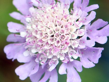 Scabiosa columbaria For Sale