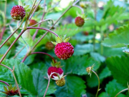 Fragaria vesca Online