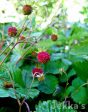 Fragaria vesca Online