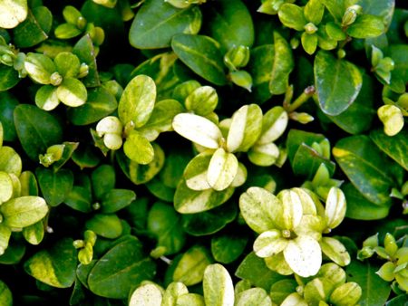 Buxus sempervirens  Latifolia Maculata  AGM Hot on Sale