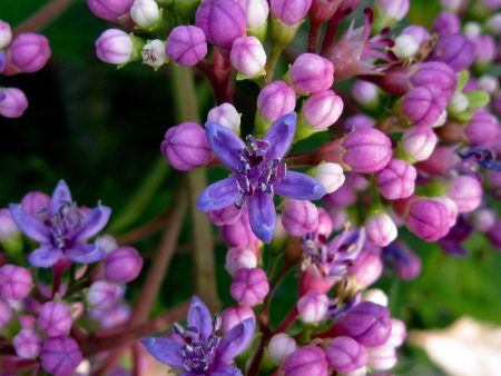 Hydrangea febrifuga Online Sale