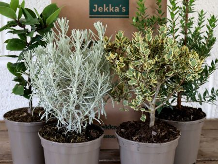 Jekka s Connoisseurs Collection - 4 * 1 Ltr Herb Plants Online