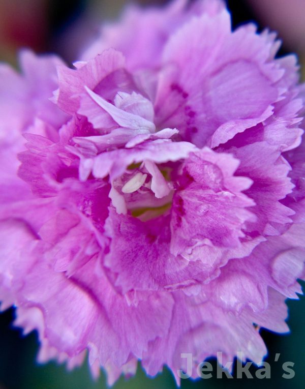 Dianthus  Whatfield Cancan  For Sale