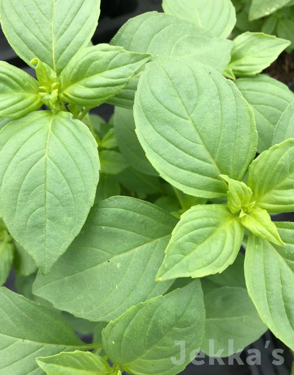 Ocimum basilicum  Mrs Burns’ Lemon’ Online now