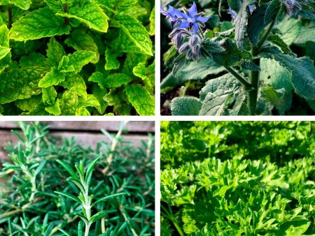 Jekka s Easter Essential Collection - 4 * 1 Ltr Herb Plants Online now