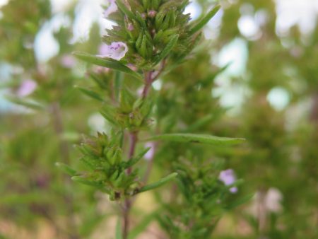 Satureja hortensis Sale