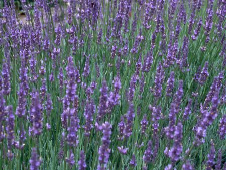 Lavandula x intermedia Old English Group Supply