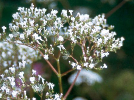 Valeriana officinalis Fashion