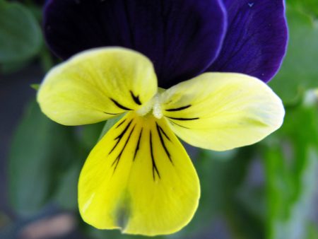 Viola tricolor Discount