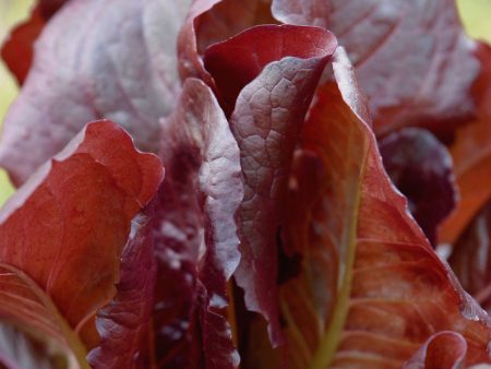 Lactuca sativa  Batavian Red  Online now