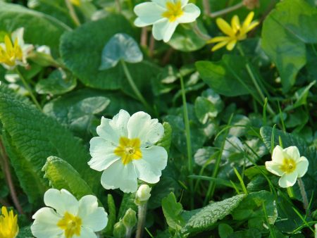 Primula vulgaris Hot on Sale