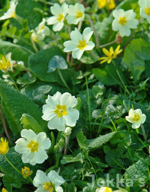 Primula vulgaris Hot on Sale