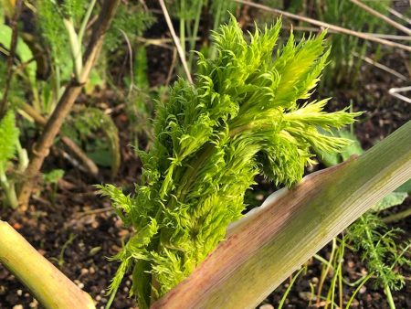 Ferula assa-foetida For Sale