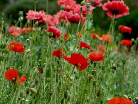 Papaver rhoeas For Sale