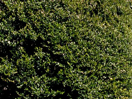 Buxus sempervirens AGM Hot on Sale