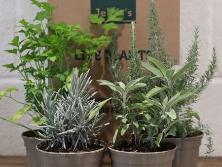 Jekka s Winter Essential Collection - 4 * 1 Ltr Herb Plants For Cheap