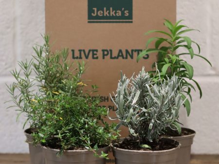 Jekka s Winter Culinary Collection - 4 * 1 Ltr Herb Plants For Discount