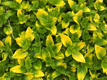 Origanum vulgare  Gold Tip  Discount