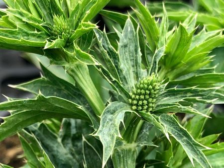 Eryngium Foetidum Online Sale