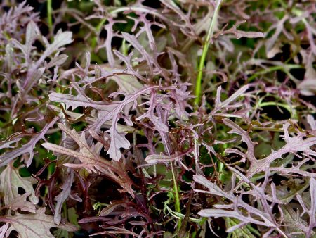 Brassica juncea  Red Frills  For Discount