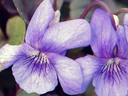 Viola riviniana Online now