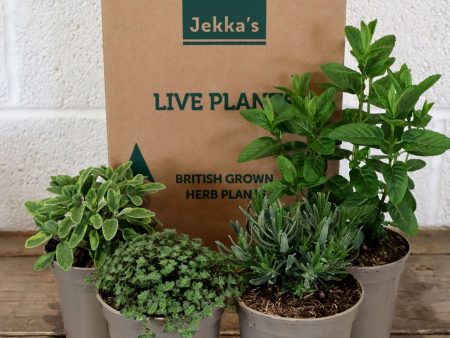 Jekka s Easter Perennial Collection - 4 * 1 Ltr Herb Plants For Discount