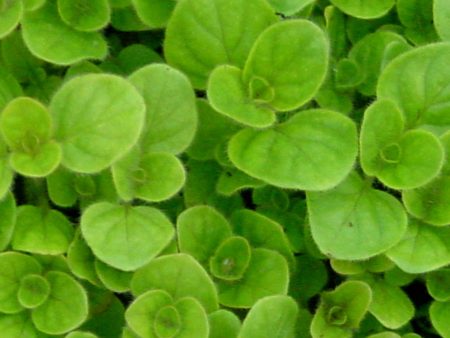 Origanum vulgare  Aureum  For Sale