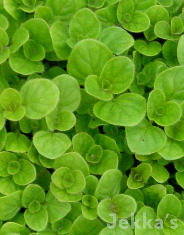 Origanum vulgare  Aureum  For Sale