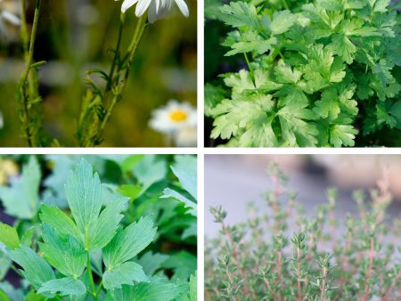 Jekka s Autumn Essential Collection - 4 * 1 Ltr Herb Plants on Sale