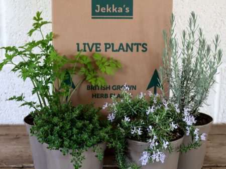 Jekka s Autumn Essentials Collection 2 - 4 * 1 Ltr Herb Plants on Sale