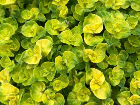 Origanum vulgare  Aureum Crispum  Hot on Sale