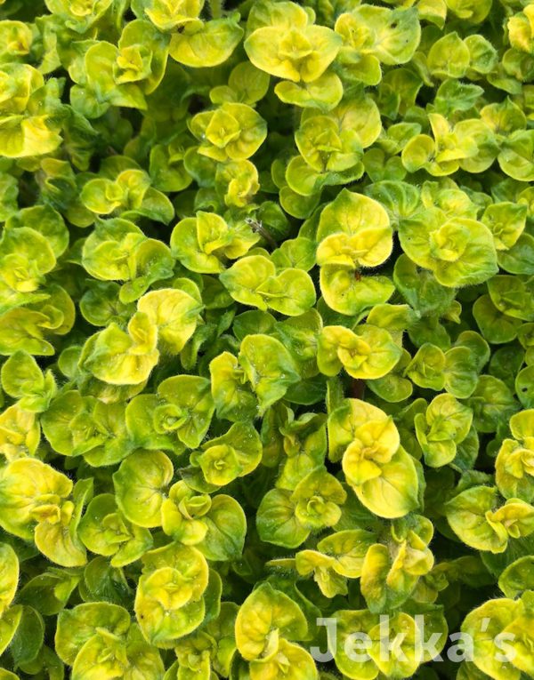 Origanum vulgare  Aureum Crispum  Hot on Sale