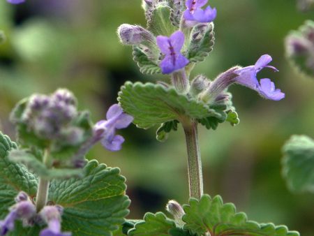 Nepeta x faassenii Supply