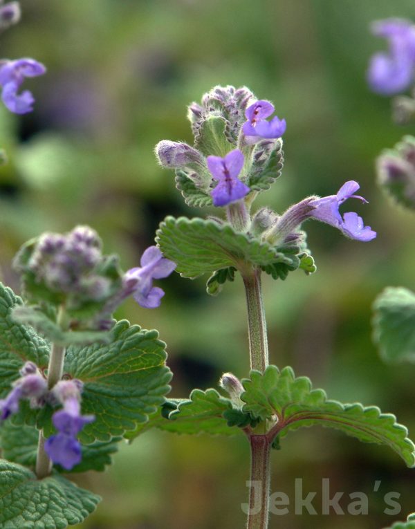 Nepeta x faassenii Supply