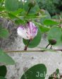 Capparis spinosa subsp. rupestris Online Hot Sale