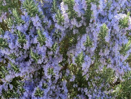 Salvia rosmarinus  Foxtail  Discount