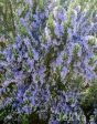 Salvia rosmarinus  Foxtail  Discount