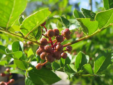 Zanthoxylum simulans on Sale