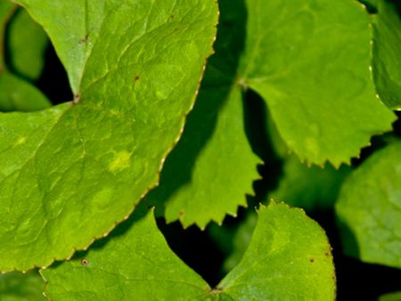 Centella asiatica Online