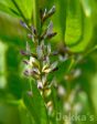 Glycyrrhiza glabra Online