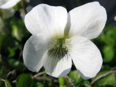 Viola soraria ‘Albiflora’ Hot on Sale