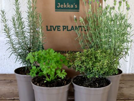 Jekka s Autumn Essentials Collection 1 - 4 * 1 Ltr Herb Plants Online Sale