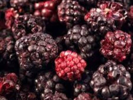 Blackberry, Freeze Dried For Discount