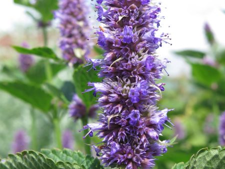 Agastache foeniculum (Pursh) Kuntze Hot on Sale