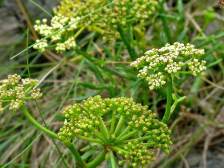 Crithmum maritimum Online Sale