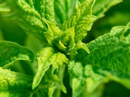 Ocimum basilicum  Green Ruffles  For Cheap