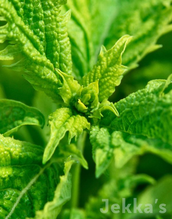 Ocimum basilicum  Green Ruffles  For Cheap