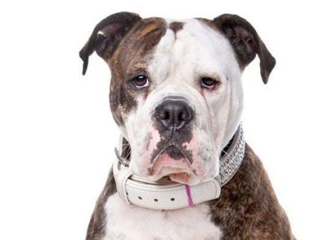 Yourdog Amerikaanse Bulldog (ras specifieke voeding) For Cheap